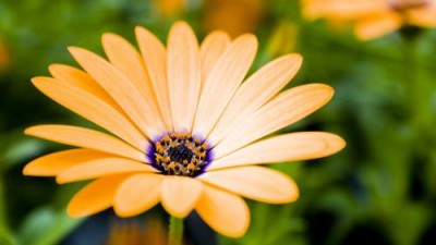 Flowers 1080p (20)-677173.jpeg