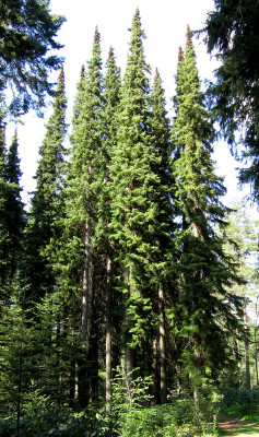 picea-omorica.jpg